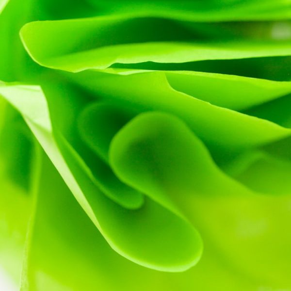 citrus-green-2-600x600